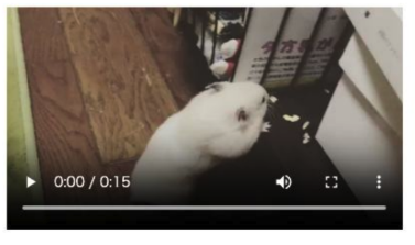 hamster.mp4のプレビュー